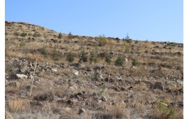 KAYSERİ / İNCESU 2019 SONBAHAR FİDAN DİKİMİ GERÇEKLEŞMİŞTİR. 