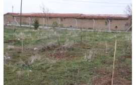 KONYA / SARAYÖNÜ 2021 İLKBAHAR FİDAN DİKİMİ 