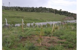 KONYA / KADINHANI'NDA 25 MAYIS 2023 2000 ADET KARAÇAM FİDANI DİKİLMİŞTİR.