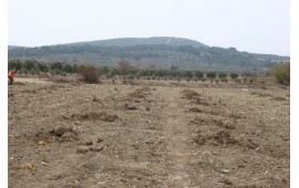 MANİSA 2020 SONBAHAR FİDAN DİKİMİ 