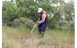 MANİSA / ŞEHZADELER MEVKİİ'NDE 29 MAYIS 2023'DE 1250 ADET ZEYTİN FİDANI DİKİLMİŞTİR. 