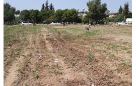 MERSİN / TOROSLAR 2021 İLKBAHAR FİDAN DİKİMİ 