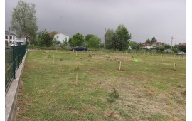 SAKARYA  / AKYAZI 2022 İLKBAHAR FİDAN DİKİMİ