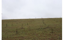 TEKİRDAĞ / ÇORLU 2021 SONBAHAR FİDAN DİKİMİ 