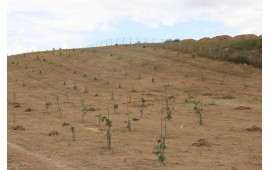 TEKİRDAĞ / ÇORLU 2021 İLKBAHAR FİDAN DİKİMİ 