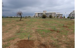 İZMİR / MENDERES 2021 SONBAHAR FİDAN DİKİMİ 