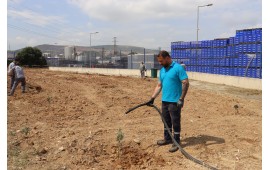 İZMİR / BORNOVA 29 MAYIS 2023'DE 1000 ADET ZEYTİN FİDANI DİKİLMİŞTİR. 