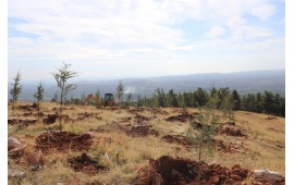 GAZİANTEP / OĞUZELİ 2020 SONBAHAR FİDAN DİKİMİ