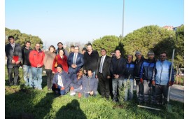 BALIKESİR / BANDIRMA 06 ARALIK 2013 ATATÜRK PARKINDA 2000 ADET TOROS SEDİRİ DİKİLDİ