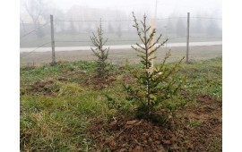 EDİRNE / UZUNKÖPRÜ 07 ARALIK 2015 FİDAN DİKİMİ 